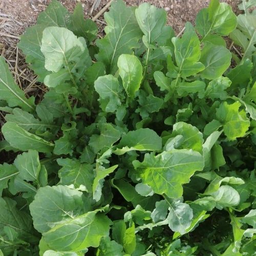 Cava-arugula
